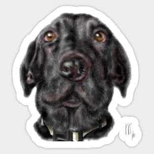 A Very Serious Black Labrador Retriever Sticker